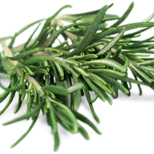 Rozmarýn lékařský