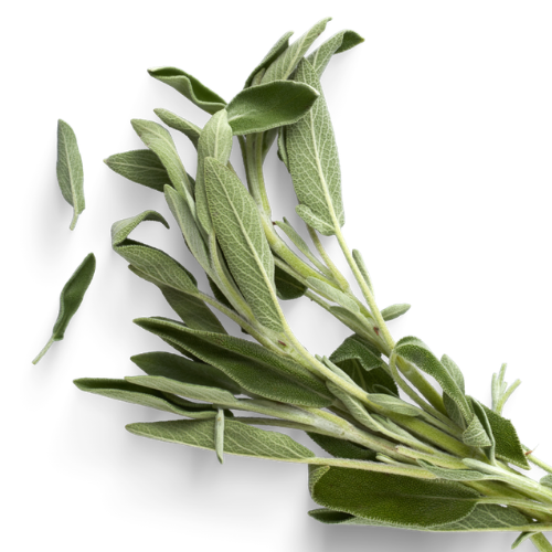 Šalvěj lékařská